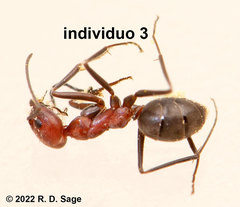 Dorymyrmex tener