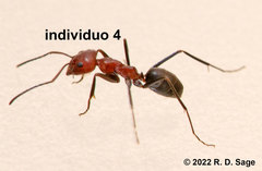 Dorymyrmex tener