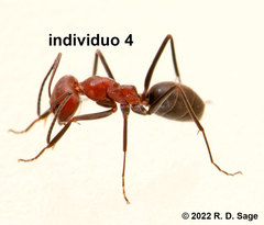 Dorymyrmex tener