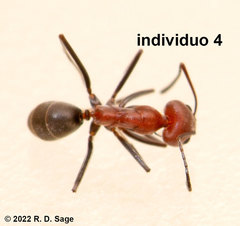 Dorymyrmex tener