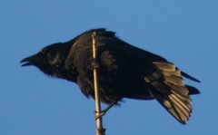 Corvus corone