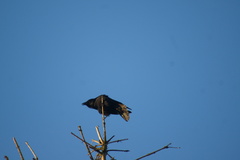 Corvus corone