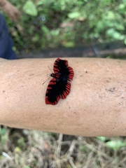 Haemactis sanguinalis