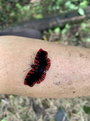 Haemactis sanguinalis