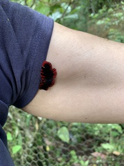 Haemactis sanguinalis