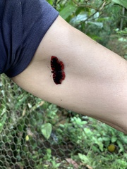 Haemactis sanguinalis