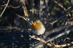 Erithacus rubecula
