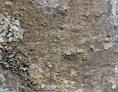 Pseudosagedia cestrensis