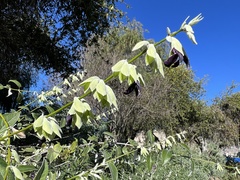 Salvia discolor