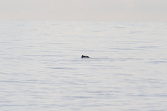 Phocoena phocoena relicta