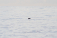 Phocoena phocoena relicta