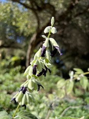 Salvia discolor