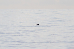 Phocoena phocoena relicta