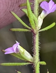 Muraltia chamaepitys