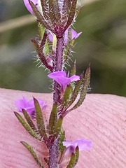 Muraltia chamaepitys