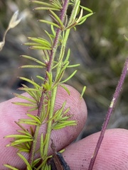 Muraltia chamaepitys