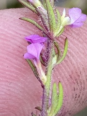 Muraltia chamaepitys