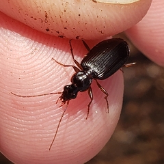 Platynus cincticollis