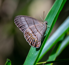 Splendeuptychia doxes