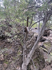 Chamaecytisus prolifer image