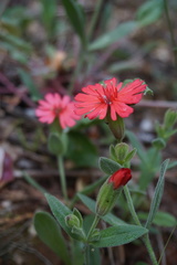 Silene serpentinicola