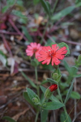 Silene serpentinicola