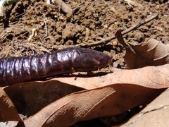 Gymnopis multiplicata