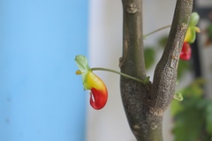 Impatiens niamniamensis