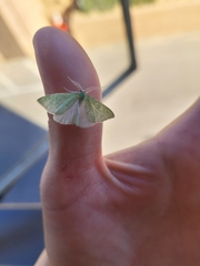 Synchlora faseolaria