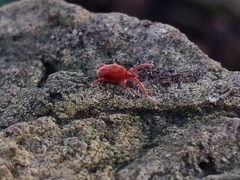 Trombidiidae