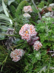 Sedum spathulifolium