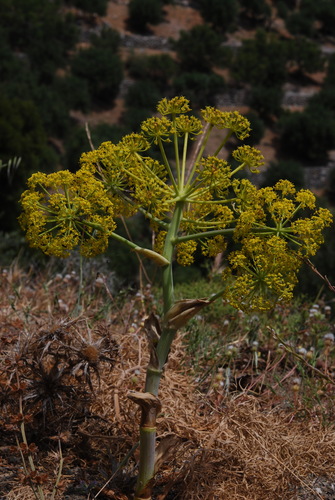 Representative image of Thapsia