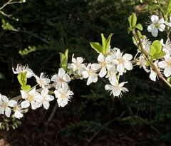 Prunus cerasifera