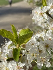 Prunus cerasifera