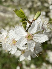 Prunus cerasifera