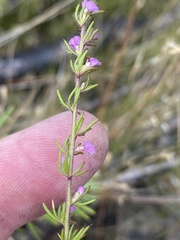 Muraltia chamaepitys