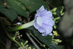Ipomoea clavata