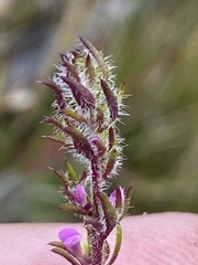 Muraltia chamaepitys