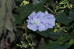 Ipomoea clavata