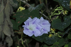 Ipomoea clavata