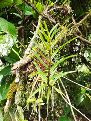 Columnea linearis