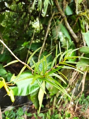 Columnea linearis