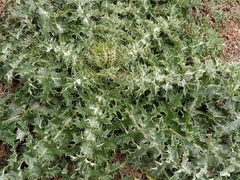 Onopordum macracanthum