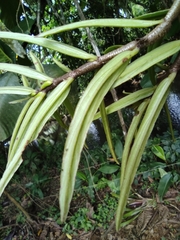 Columnea linearis