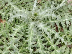 Onopordum macracanthum