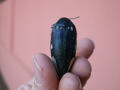 Sternocera orissa orissa