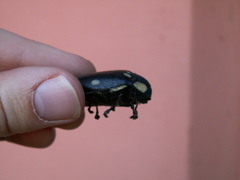 Sternocera orissa orissa