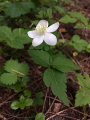 Anemonastrum deltoideum