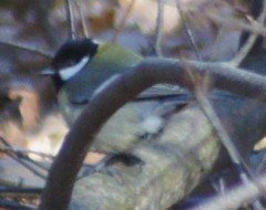 Parus major