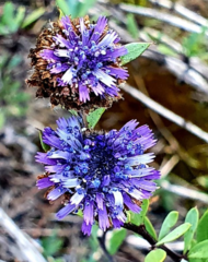 Globularia alypum